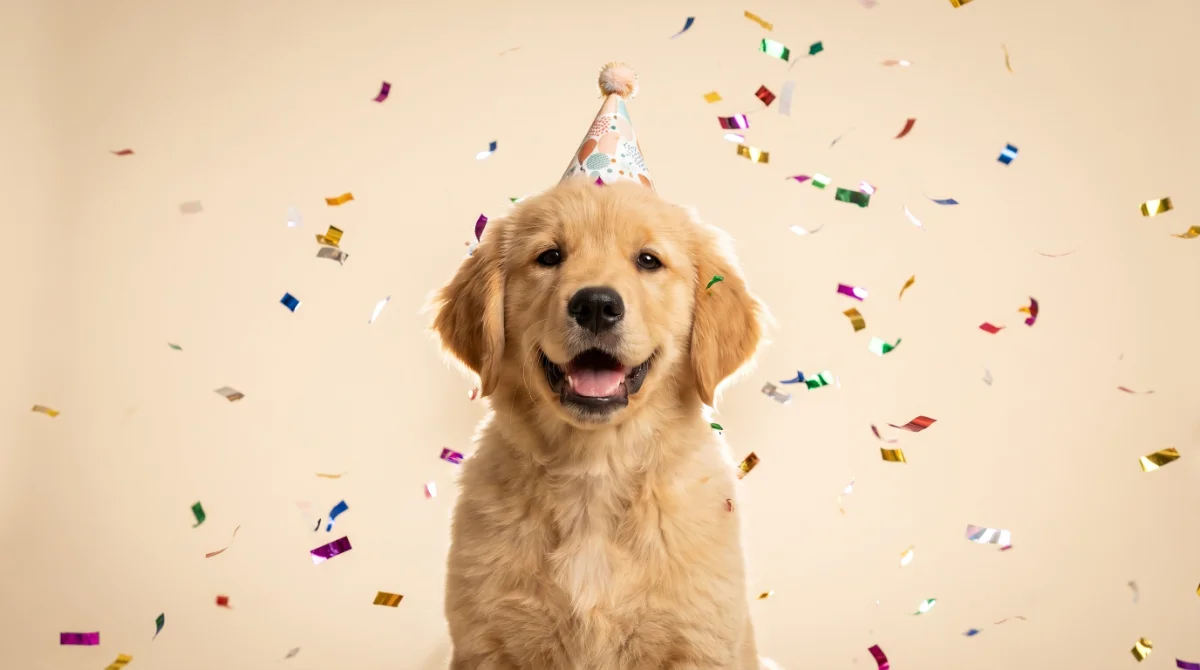 Generated example: puppy in a party hat